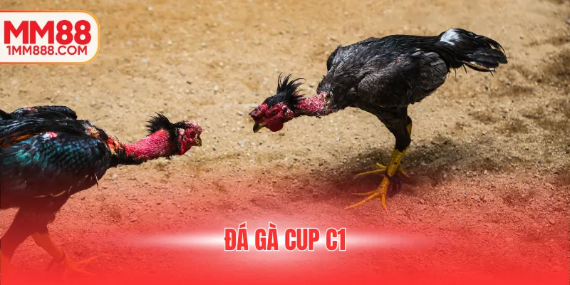 đá gà cup c1